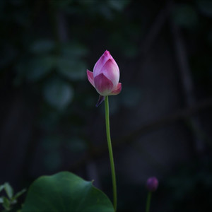 是你治愈了我的孤单