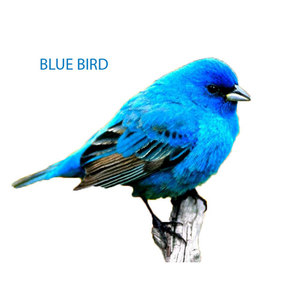 Blue Bird (Explicit)