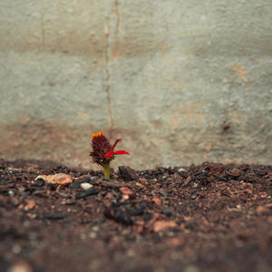 Rocky Soil