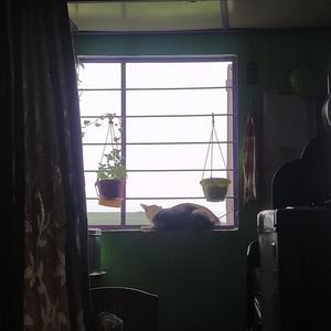 Dekhona
