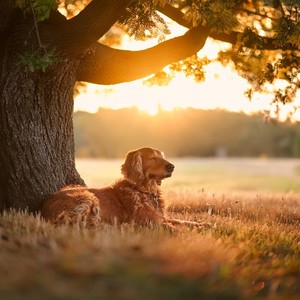 Guitarra Para Mascotas