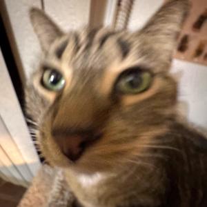 Attack on Titan (Explicit)