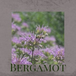 Bergamot