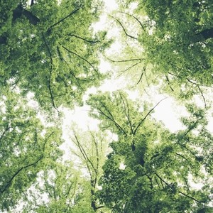 새벽 가로수길 (清晨的林荫道)