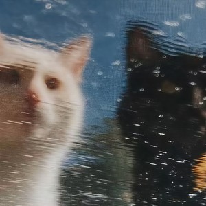 Rovert Plaen (阴天氛围版)