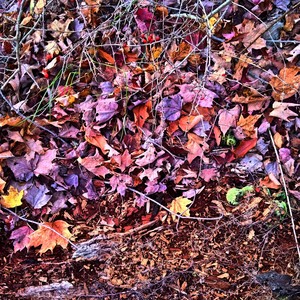 Sunset Tango (Explicit)