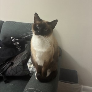 overhyped (Explicit)