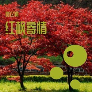 红枫寄情