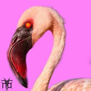 Flamingo (Explicit)