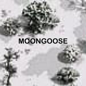 MOONGOOSE