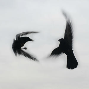 Haunted (feat. Le $hepherd) (Explicit)