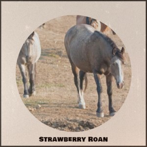 Strawberry Roan