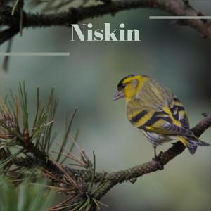 Niskin