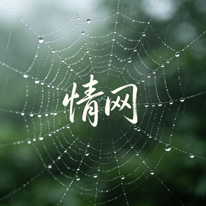 情网