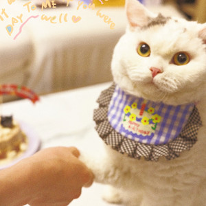 祝饼饼生日快乐