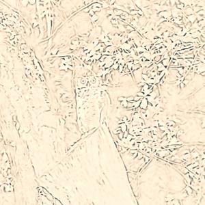 Lightning Bugs At Dusk