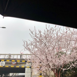 说不吧