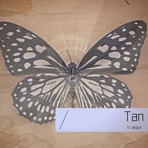 广东不会下雪的