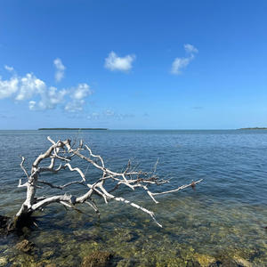 Plates (Instrumental)