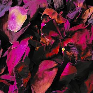 Illustrious Lover (feat. 100sandy) (Explicit)