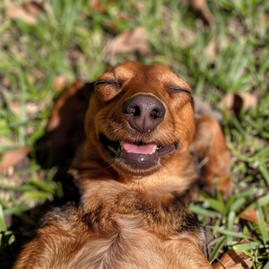 Ritmos De Juego Para Cachorros