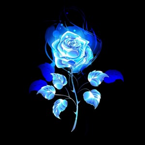 Blue Rose