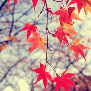 那一抹蒲公英的浅笑