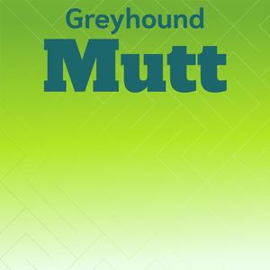 Greyhound Mutt