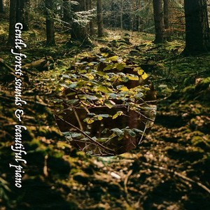 Gentle forest sounds & beautiful piano