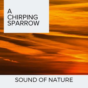 A Chirping Sparrow - Sound of Nature