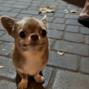 Star: Slowed (Explicit)