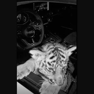 BLI' RIG ELLER DØ (Explicit)