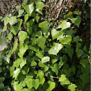 草原上的鲜花多美丽