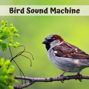 Bird Sound Machine - Sleep Sound White Noise Machine with 20 Natural Soothing Sounds