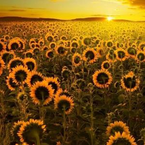 Bloom(feat. The Poet)