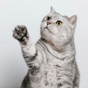 PEACE LOVE & PROSPERITY FREESTYLE (Explicit)