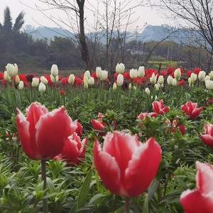 赵良川 - 走进春天