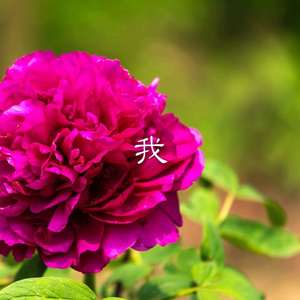 唐古拉