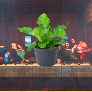 Thanks Giving (feat. Kenny Annis, Pepe Jacobo & Frank Swart)