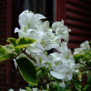 不表白就分开D Major