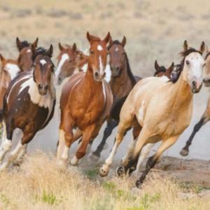 Stop, Drop, Die!(feat. Renaldbart) (Explicit)