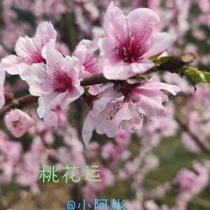 桃花运