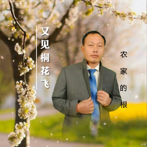 又见桐花飞