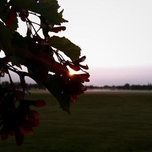 downfall (feat. xanni)