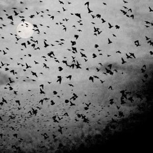 CROWS IN THE SKY