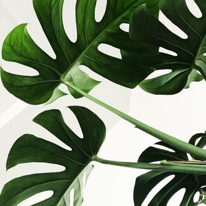 Monstera