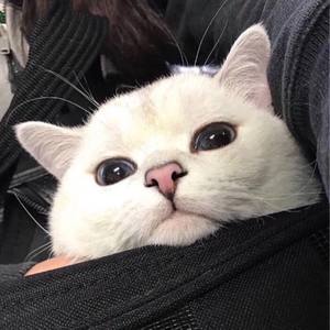 点歌的人 (DJ版)