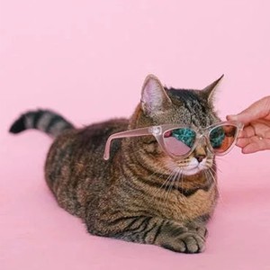 宁愿做只猫 (伴奏)