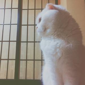 忍者猫第一关