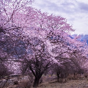 十里桃湖 (竖琴)